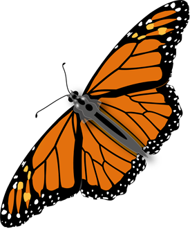 Monarch butterfly